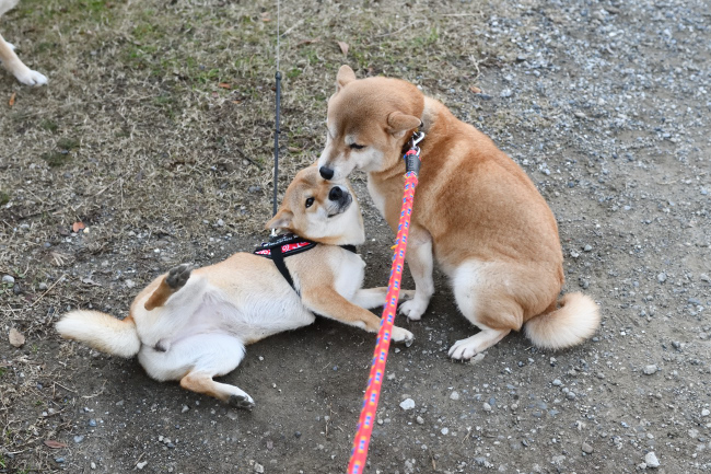 お母さんのお尻の匂いを嗅ぐベルちゃん