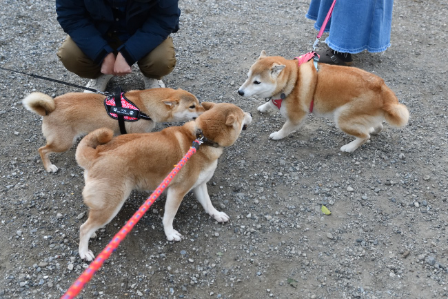 陽ちゃんと紅里・ベルちゃん母娘