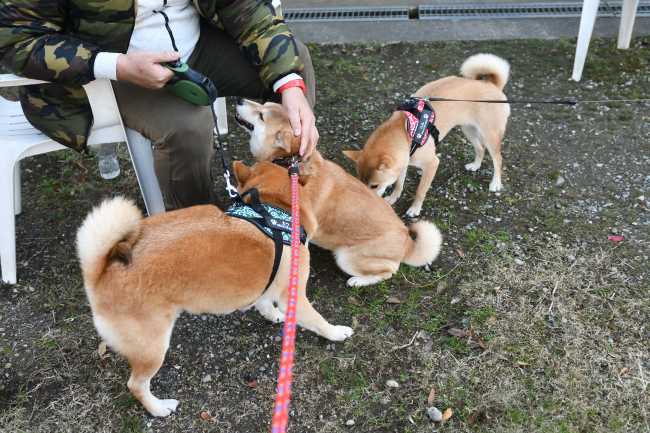 飼い主様に挨拶する紅里