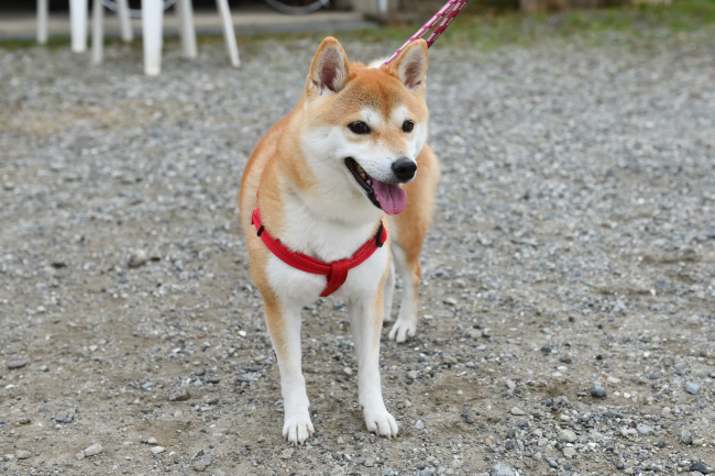 柴犬さきちゃん3歳の写真