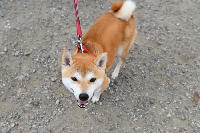 柴犬さきちゃん3歳の写真