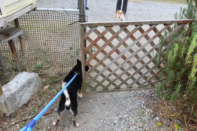 黒柴二郎君とさきちゃんの再会