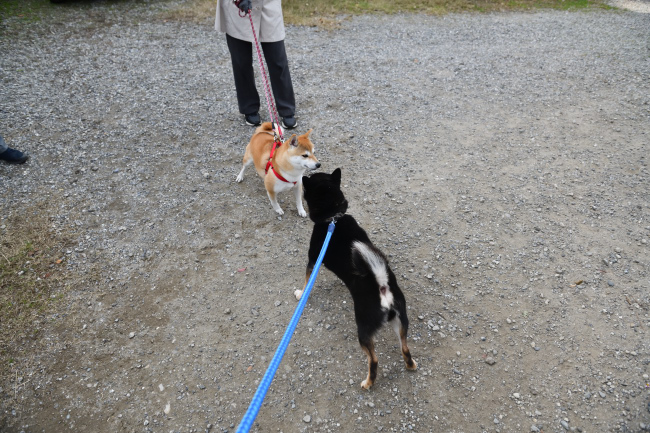 黒柴二郎君とさきちゃんの再会
