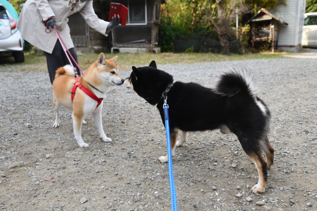 黒柴二郎君とさきちゃんの再会
