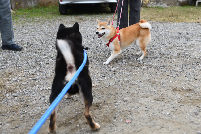 黒柴二郎君とさきちゃんの再会