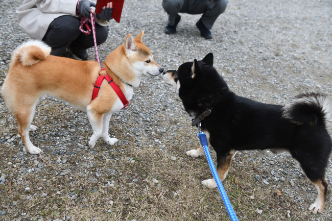 黒柴二郎君とさきちゃんの再会