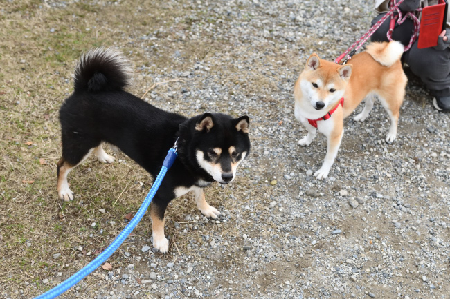 黒柴二郎君とさきちゃんの再会