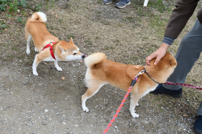 お母さんのムギとさきちゃんの再会