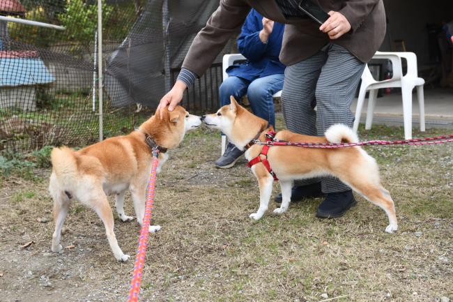 お母さんのムギとさきちゃんの再会