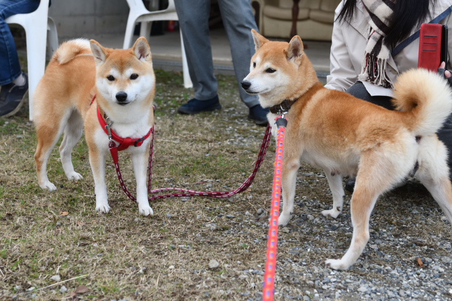 お母さんのムギとさきちゃんの再会