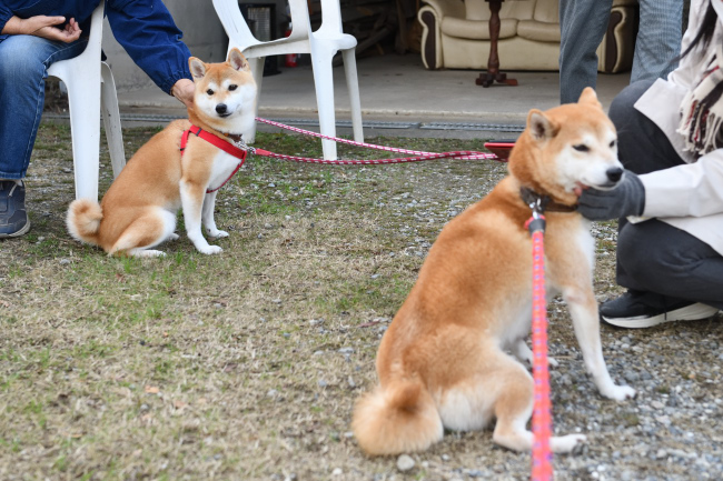 お母さんのムギとさきちゃんの再会