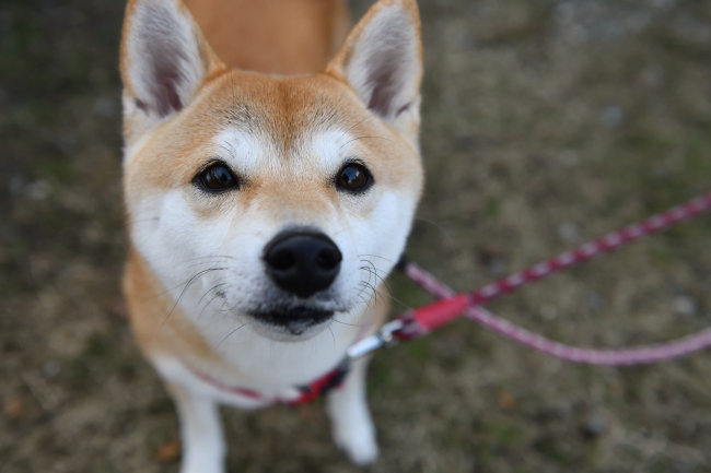 涎を垂らす柴犬さきちゃん