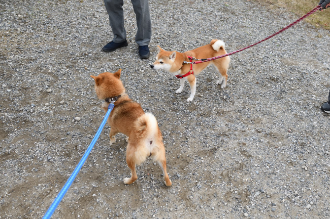 柴犬チャチャとさきちゃん