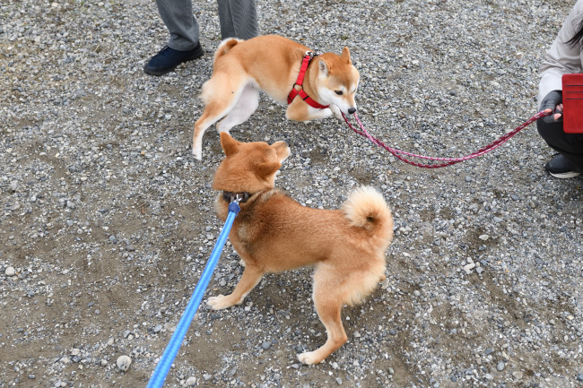 柴犬チャチャとさきちゃん
