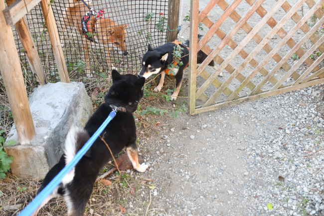 お父さんの二郎君（手前）と娘のかるたちゃん