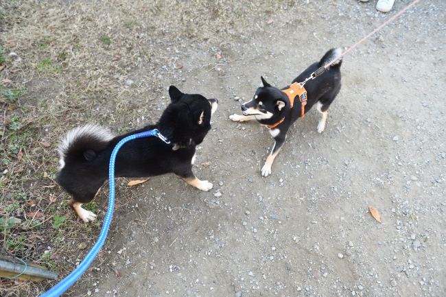 お父さんの二郎君と娘のかるたちゃん