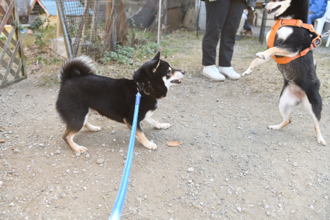 お父さんの二郎君と娘のかるたちゃん