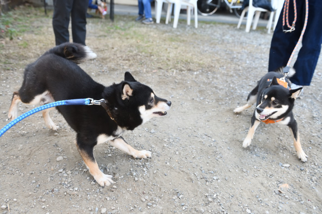 お父さんの二郎君と娘のかるたちゃん