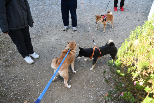 お母さんの赤柴紅里と娘のかるたちゃん