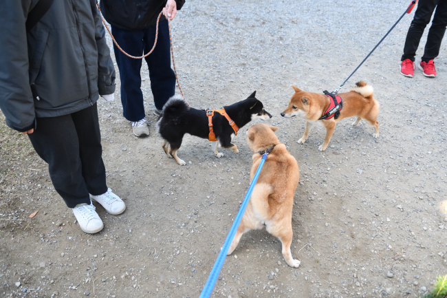 お母さんの赤柴紅里と娘のかるたちゃん
