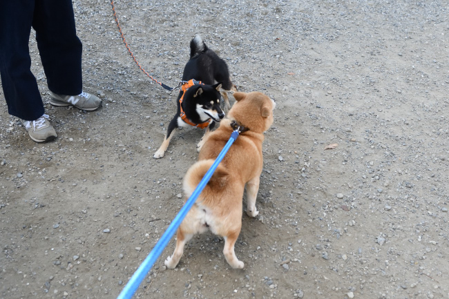 お母さんの赤柴紅里と娘のかるたちゃん