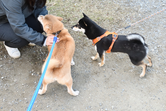 飼い主様に挨拶する紅里