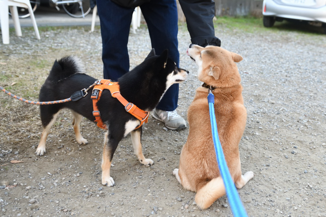 お母さんの赤柴紅里と娘のかるたちゃん