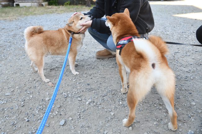 お母さんの赤柴紅里と娘のかるたちゃん