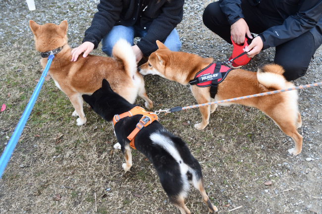 菊次郎くんと虎太郎君とかるたちゃん