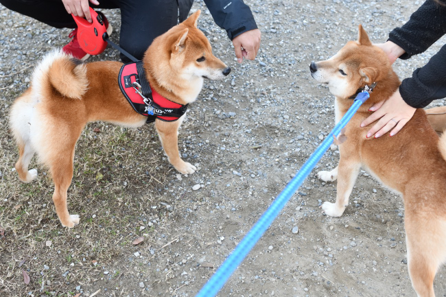 虎太郎くんと菊次郎くん親子。