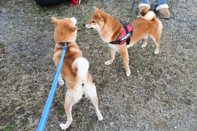 虎太郎くんと菊次郎くん親子。