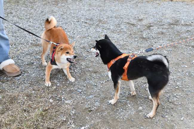 かるたちゃんと虎太郎くん