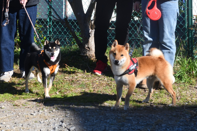 かるたちゃんと虎太郎くん
