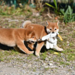 メスの柴犬の子犬2匹（生後55日）