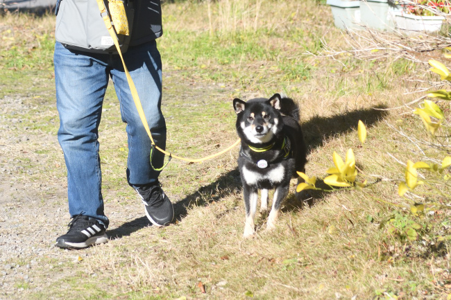 黒柴結鈴ちゃん