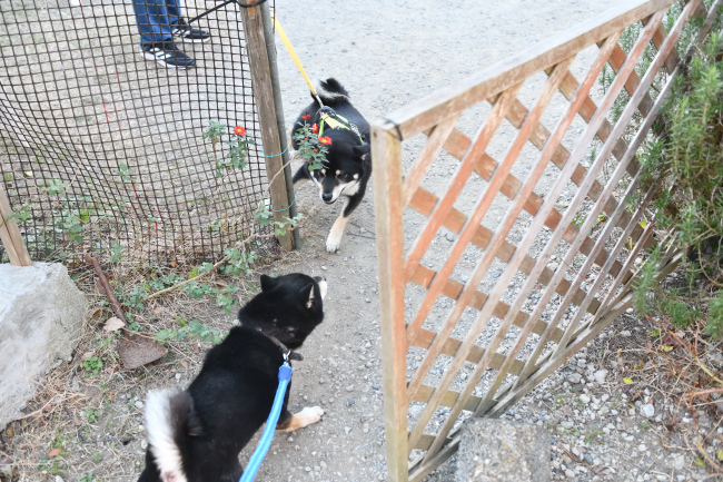 黒柴二郎君と結鈴ちゃんの再会