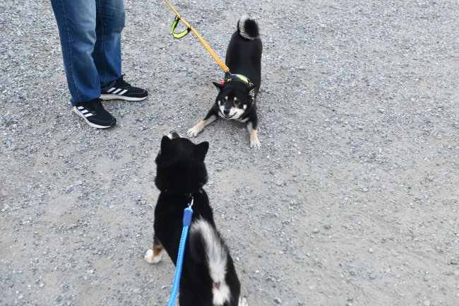黒柴二郎君と結鈴ちゃんの再会
