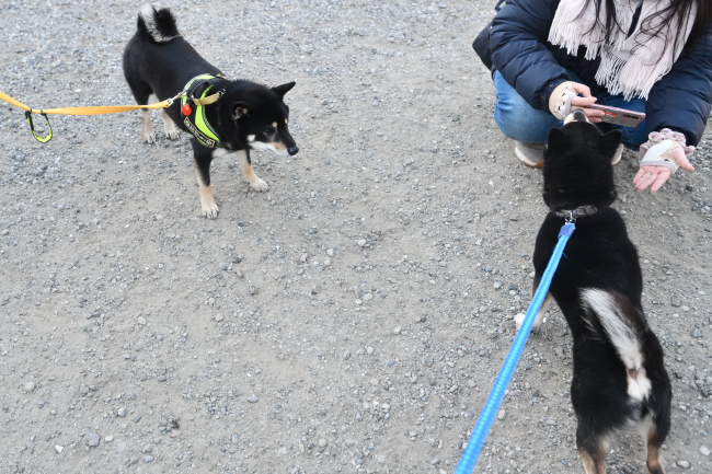 黒柴二郎君と結鈴ちゃんの再会