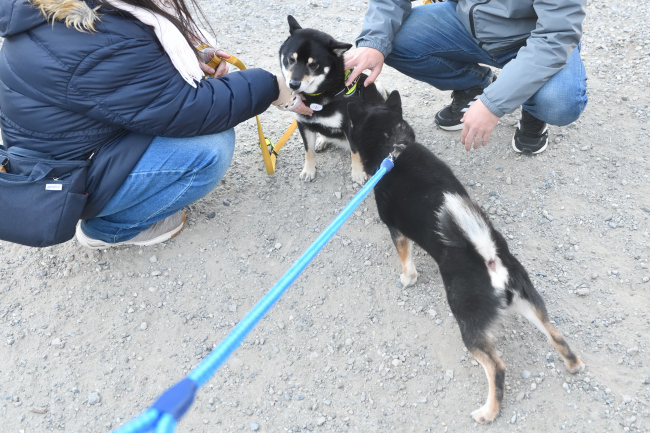 黒柴二郎君と結鈴ちゃんの再会