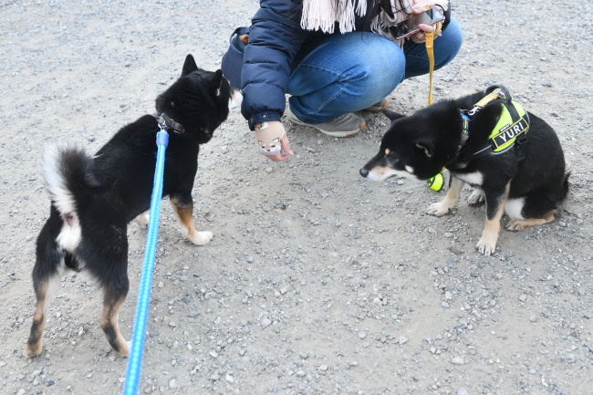 黒柴二郎君と結鈴ちゃんの再会