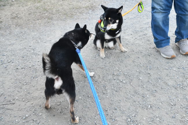 黒柴二郎君と結鈴ちゃんの再会
