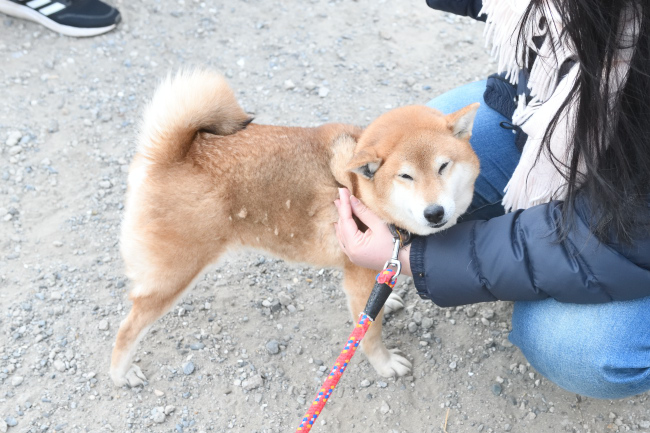 柴犬春ちゃん