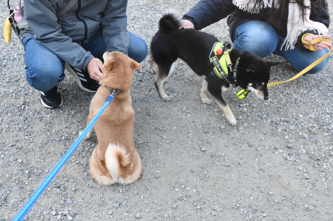 柴犬春ちゃんと黒柴結鈴ちゃんの再会