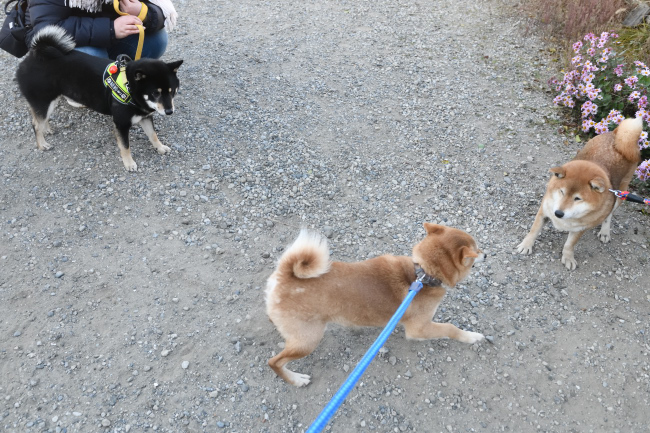 異父妹の柴犬陽奈ちゃんとの再会