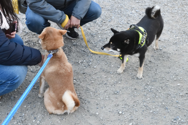 異父妹の柴犬陽奈ちゃんとの再会