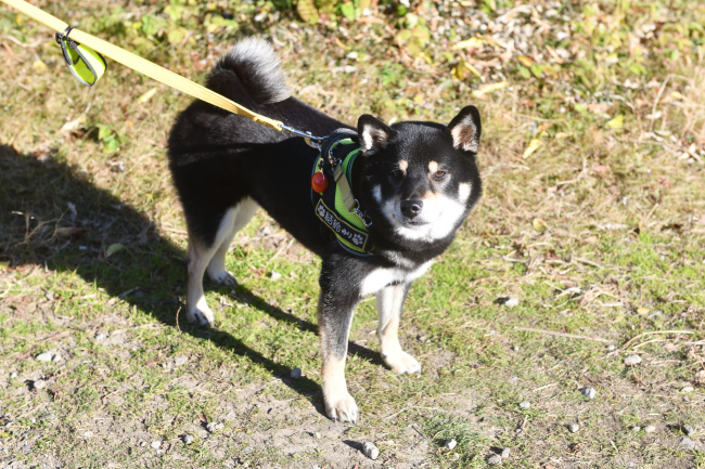 黒柴結鈴ちゃん