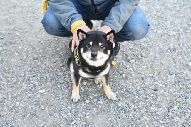 黒柴結鈴ちゃん