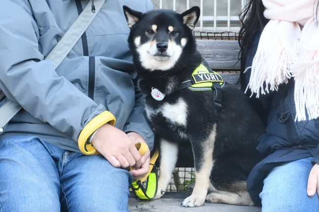 黒柴結鈴ちゃん