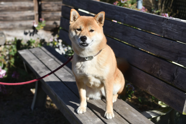 ベンチでお座りする柴犬はるちゃん