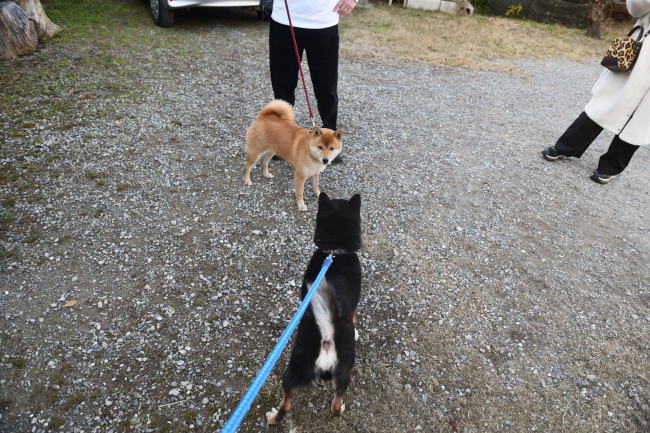 お父さんの黒柴二郎君と娘のはるちゃん